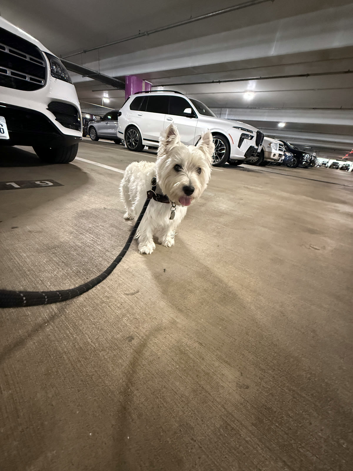 Nunu on a leash in a parking garage