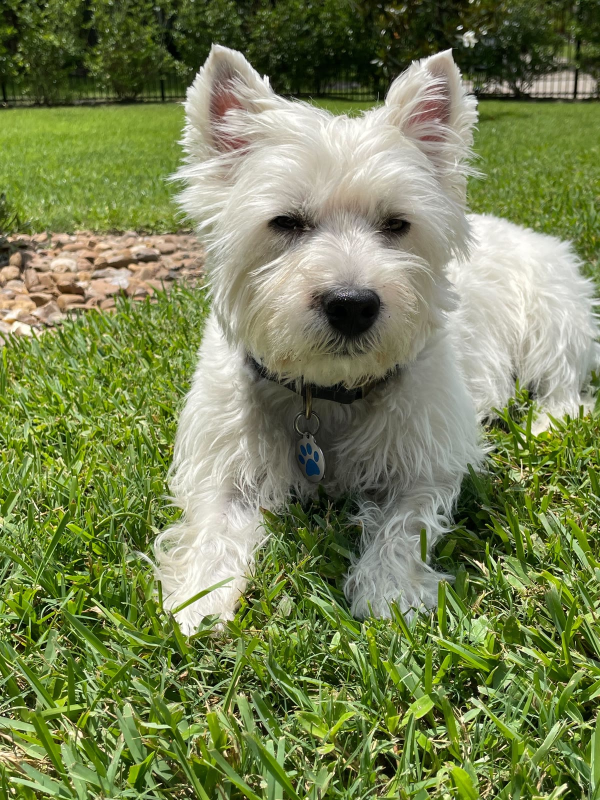 Nunu lying in the grass