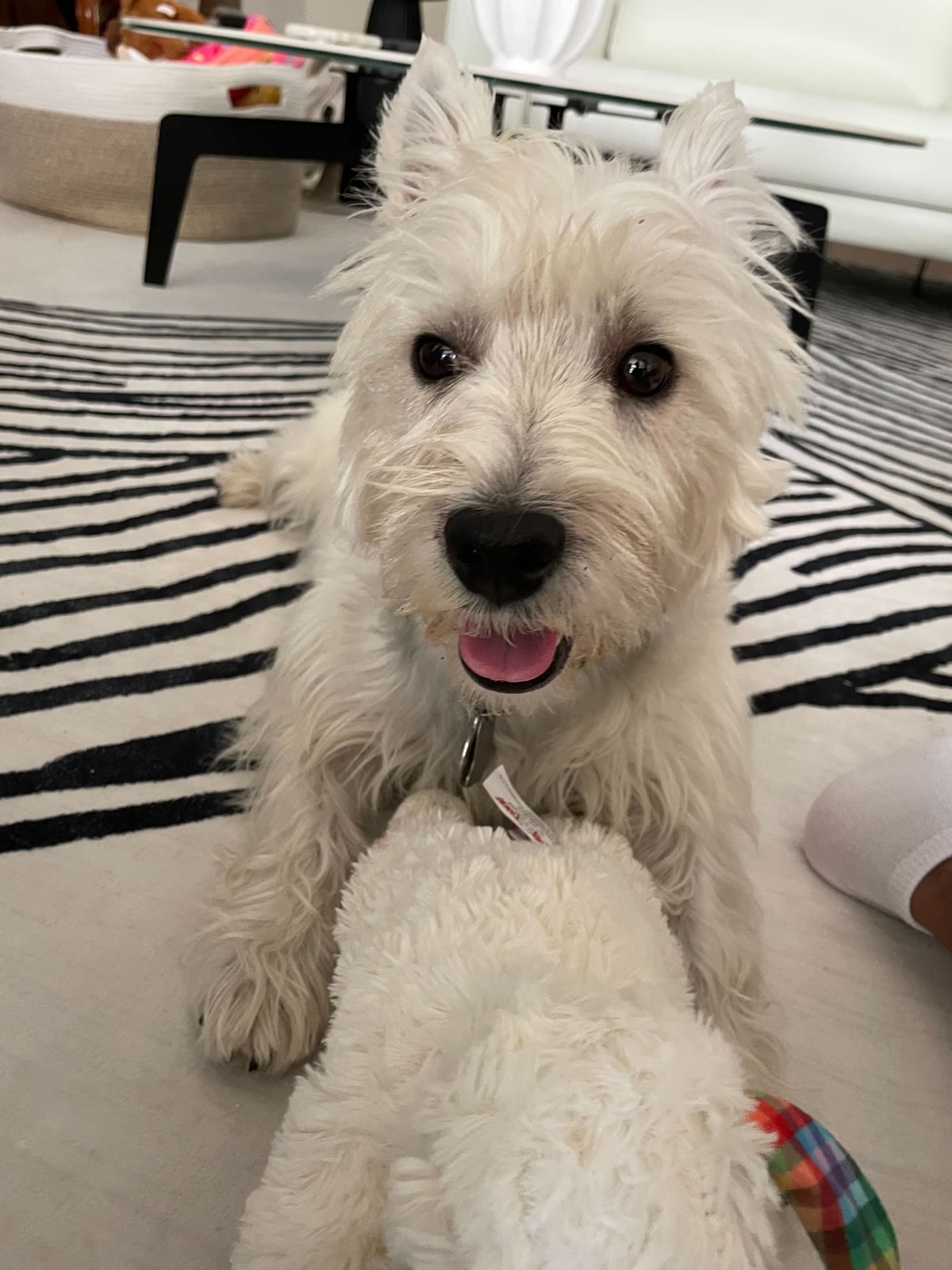 Nunu smiling on a striped rug